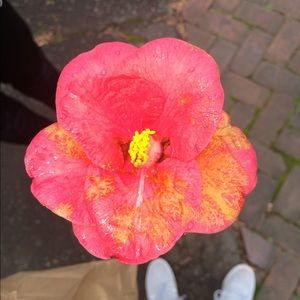 Meet your Posher, Brittney